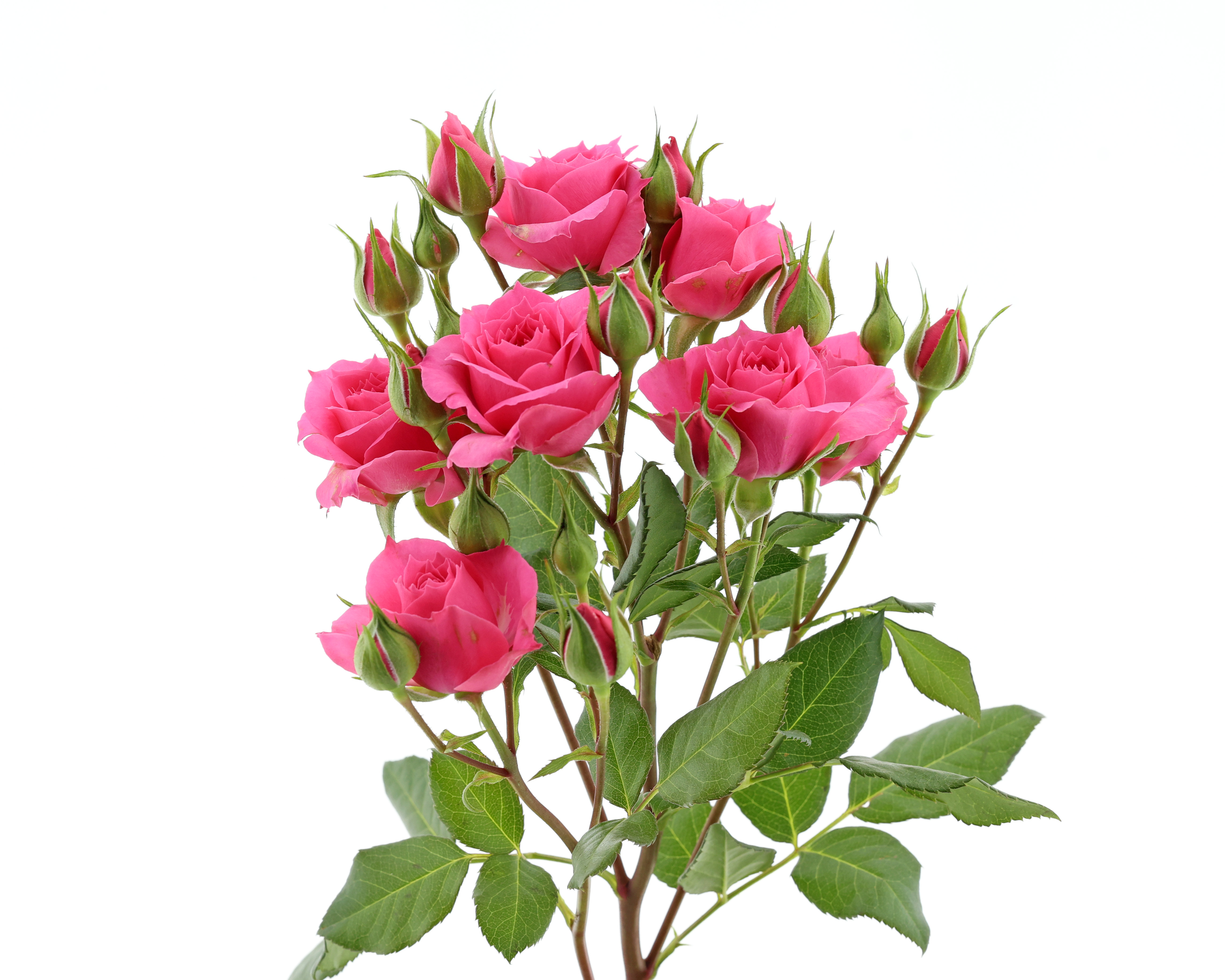 Pink Dimension® - De Ruiter Innovations